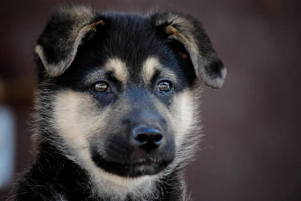 Yavru köpek birkaç aylık. Farklı şekillerde poz veriyor. Sevimli ve özgün..