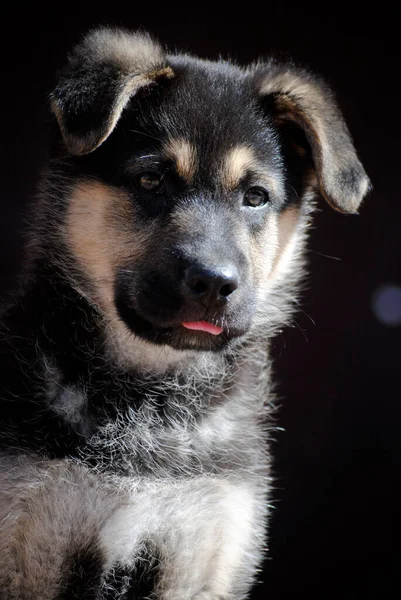 Puppy Dog Few Months Old Posing Different Ways Being Adorable — Stock Photo, Image