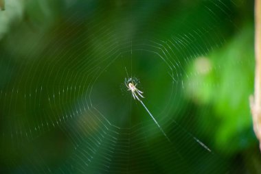 Örümceği merkezde, orman yeşili arka planda bulunan bir örümcek ağının makro fotoğrafı.