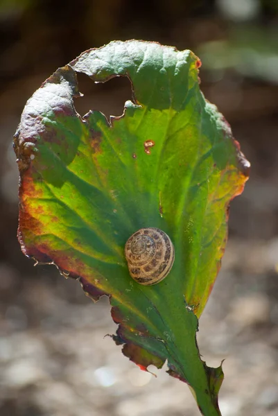 Macro Photo Escargot Dormant Sur Une Feuille Qui Déjà Mangé — Photo