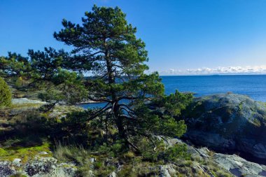 Yeşil bir çam ağacı çimenlerin ve yosunların arasında duruyor Ladoga Gölü 'nün arka planında bulutlu bir gökyüzü ile