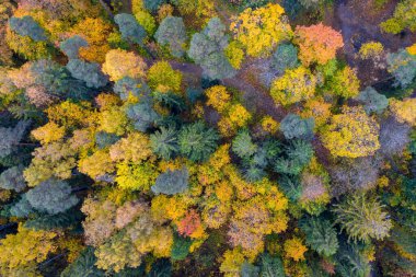 40 metre yükseklikteki bir kuadkopterden çekilen çok renkli sonbahar ormanı.