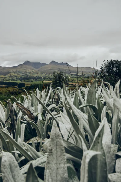 Montanhas andinas equatorianas mostrando vegetação tipo paramo — Fotografia de Stock