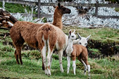 And Dağları, Güney Amerika 'da Llamas Alpaca