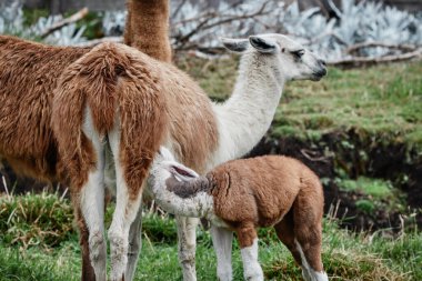 And Dağları, Güney Amerika 'da Llamas Alpaca