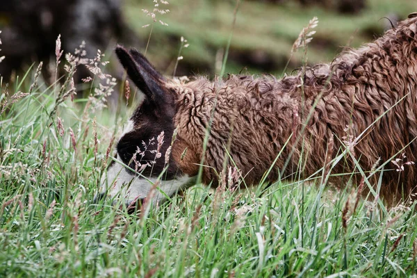 Lamas Alpaka in den Anden, Südamerika — Stockfoto