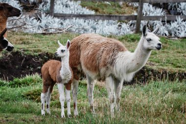 And Dağları, Güney Amerika 'da Llamas Alpaca