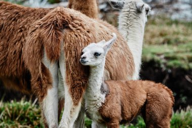And Dağları, Güney Amerika 'da Llamas Alpaca