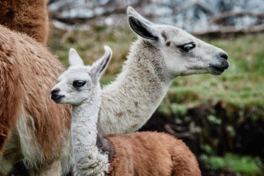 And Dağları, Güney Amerika 'da Llamas Alpaca