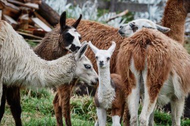 And Dağları, Güney Amerika 'da Llamas Alpaca