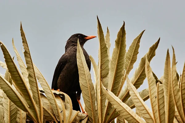 Mirlo procurando comida em um telhado de palha. — Fotografia de Stock