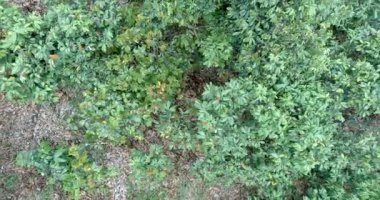 Kakao çiftliğinin havadan görünüşü veya kuş bakışı görüntüsü