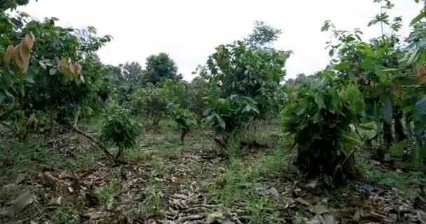 Luchtfoto of vogelperspectief van cacaoplantage — Stockvideo