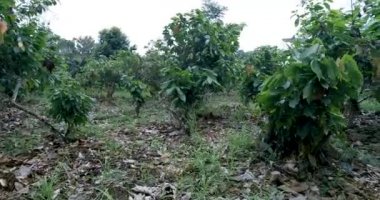 Kakao çiftliğinin havadan görünüşü veya kuş bakışı görüntüsü