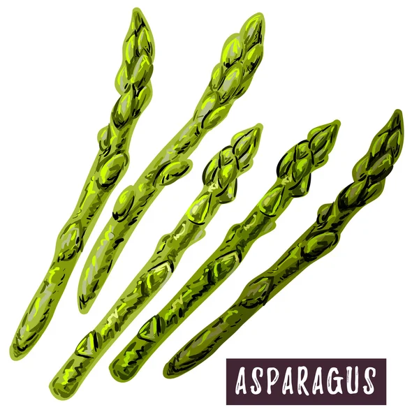 Färsk grön sparris — Stock vektor