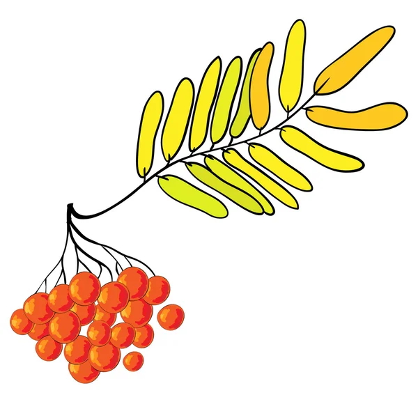 Branche de rowan isolé — Image vectorielle