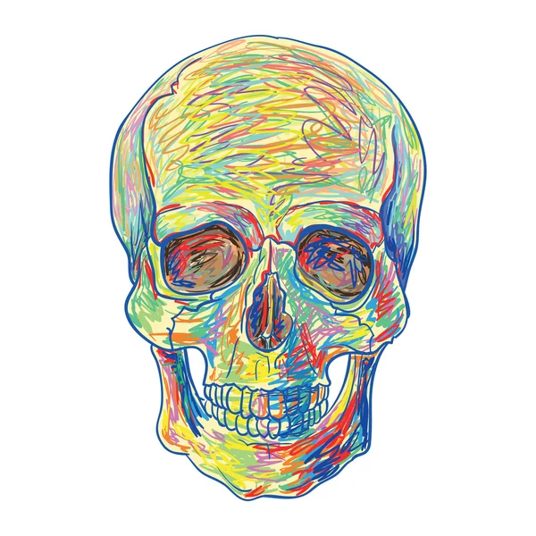 Pittura a mano del cranio umano — Vettoriale Stock