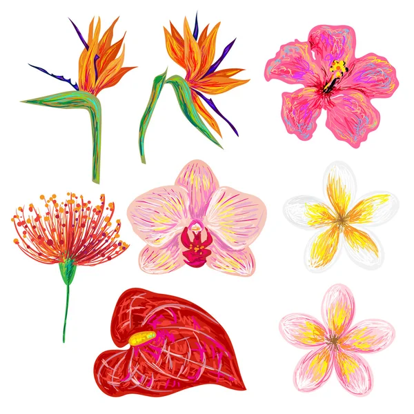 Fleurs tropicales exotiques — Image vectorielle