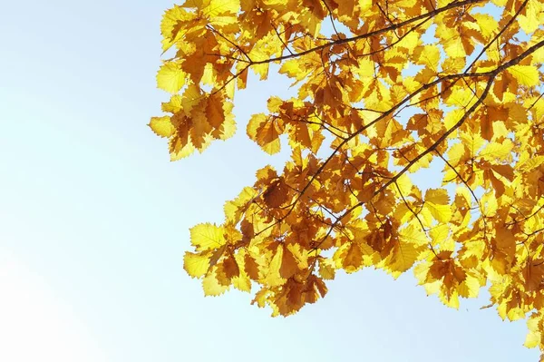 Golden Leaves Autumn Oak Reflect Sun — Stock Photo, Image