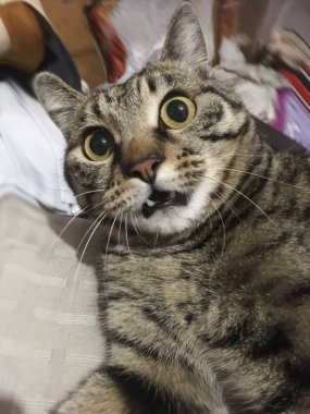 Büyük sarı gözlü ürkek gri kedi.