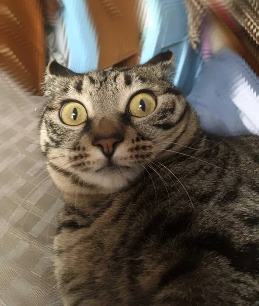 Gato Cinza Assustado Com Grandes Olhos Amarelos — Fotografia de Stock
