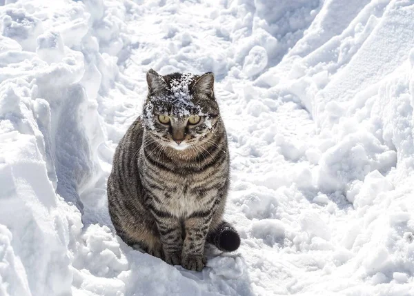 Szürke Macska Hóban — Stock Fotó