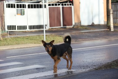 Köpek asfalt yolda