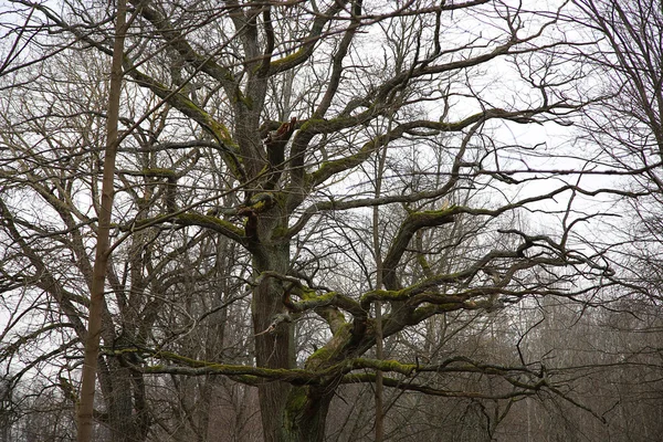 Tree branch without leaves — Stock Photo, Image