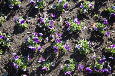 Flowerbed mor çiçekler