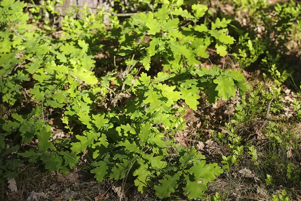 Eichenlaub im Sommer — Stockfoto