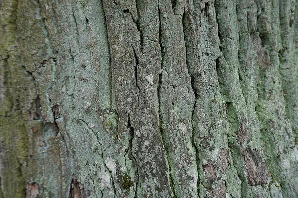 La corteccia di quercia — Foto Stock