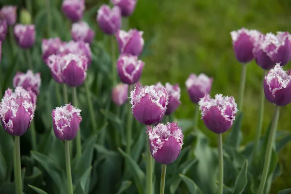 郁金香的花床 — 图库照片#