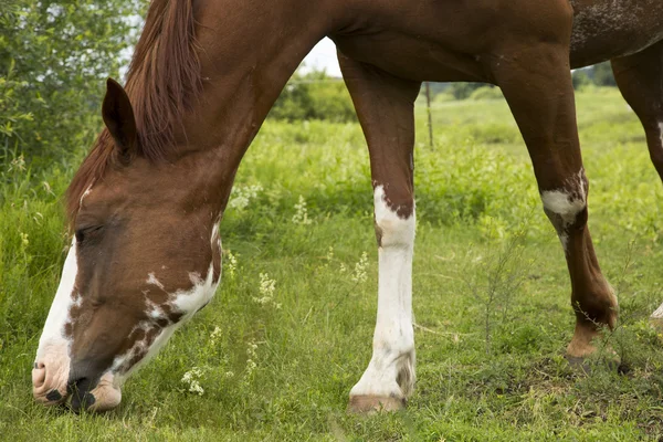 Hesten. – stockfoto