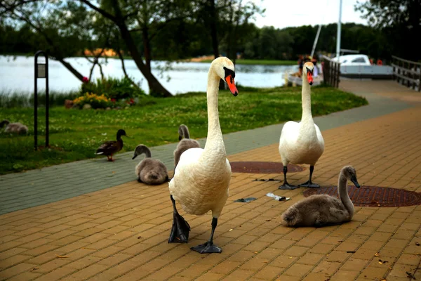 Cisnes — Foto de Stock
