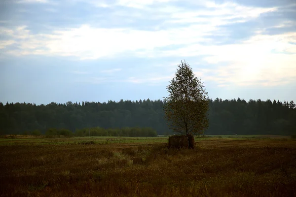 Árbol solitario —  Fotos de Stock