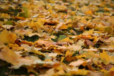 sonbahar - sarı yapraklar