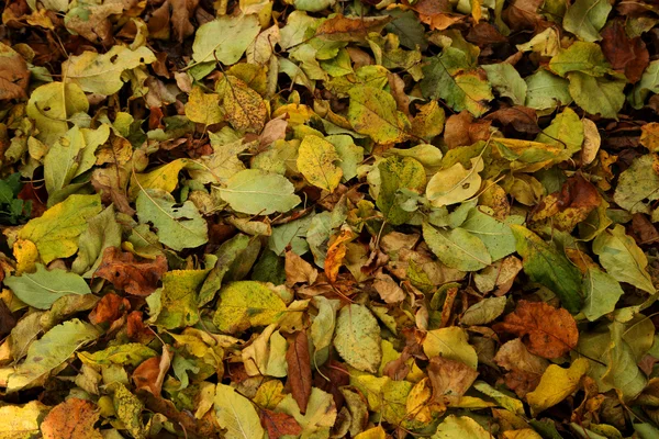 Autumn - yellow leaves — Stock Photo, Image