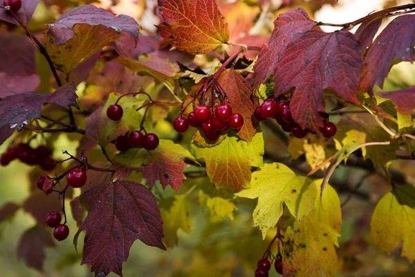 Berries — Stock Photo, Image