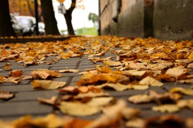 sonbahar - sarı yapraklar