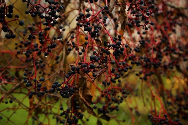 Berries — Stock Photo, Image