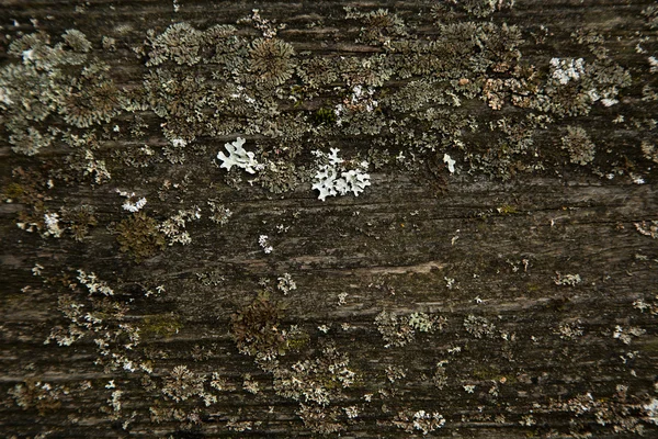Texture - vecchia tavola di legno — Foto Stock