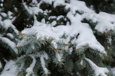 karla kaplı çam dalları closeup
