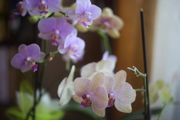 Güzel çiçek açan orkide. — Stok fotoğraf