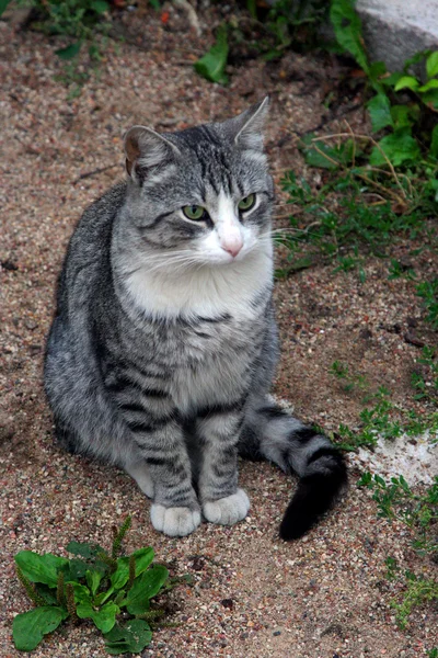 O gato cinza forvard sentado e loking — Fotografia de Stock