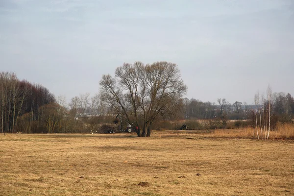 Allein Baum auf dem Feld und Traktor im Hintergrund — Stockfoto