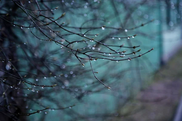 Rami di albero con gocce d'acqua dopo pioggia — Foto Stock