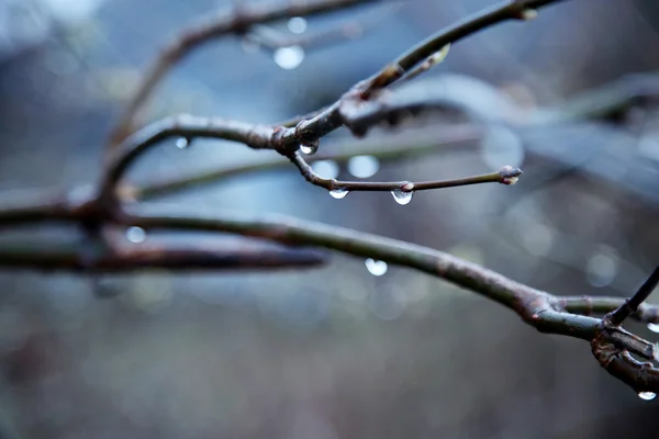Ramas de árbol con gotas de agua después de la lluvia —  Fotos de Stock