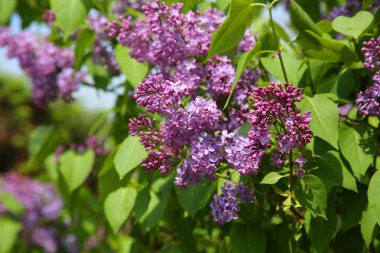 Bahçede çiçek açan leylak