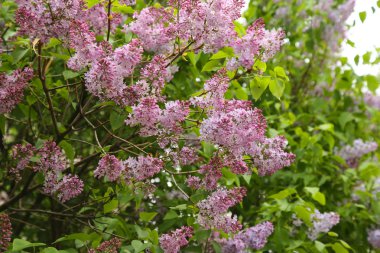 Bahçede çiçek açan leylak