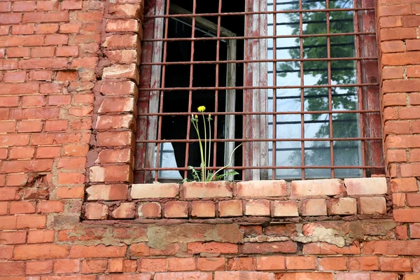 Abandoned building from red brick: on window with bars grow yellow dandelion